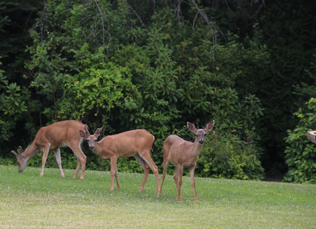 Deer visitors